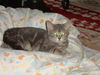 CARITA, Sweet Kitten-Come See Me At Petco!