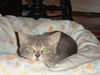 CARITA, Sweet Kitten-Come See Me At Petco!