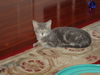 CARITA, Sweet Kitten-Come See Me At Petco!