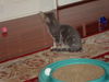 CARITA, Sweet Kitten-Come See Me At Petco!