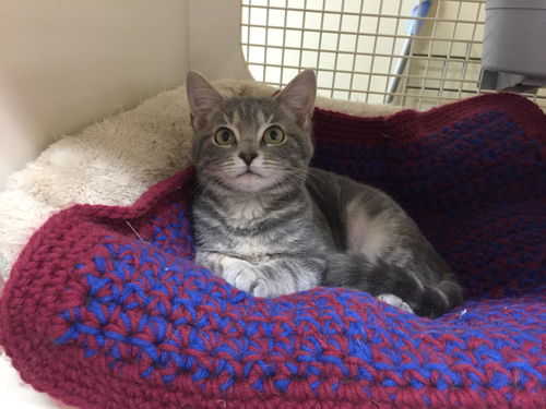 CARITA, Sweet Kitten-Come See Me At Petco!