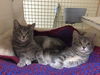 CARITA, Sweet Kitten-Come See Me At Petco!