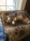 CALEB, Older kitten at BLUE DOG PET SHOP