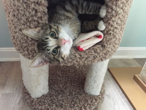 CALEB, Older kitten at BLUE DOG PET SHOP