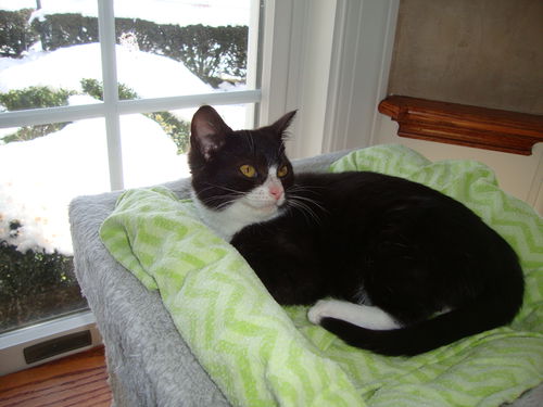CAREY, Sweet Kitten at the BLUE DOG PET SHOP
