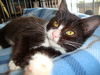 CAREY, Sweet Kitten at the BLUE DOG PET SHOP