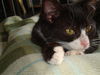 CAREY, Sweet Kitten at the BLUE DOG PET SHOP