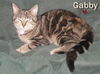 Gabby (Cat)