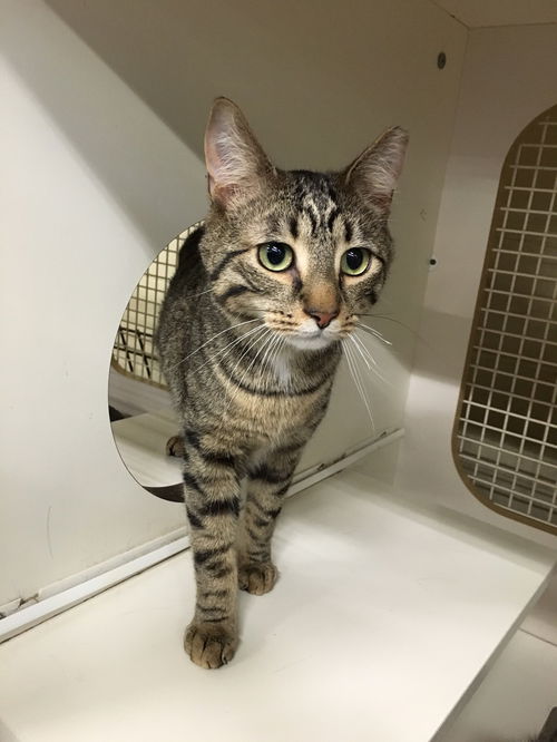 LEE, YOUNG BOY AT MECHANICSBURG PETCO