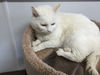 Iris- Front Declawed