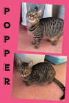 Popper - Photo 1