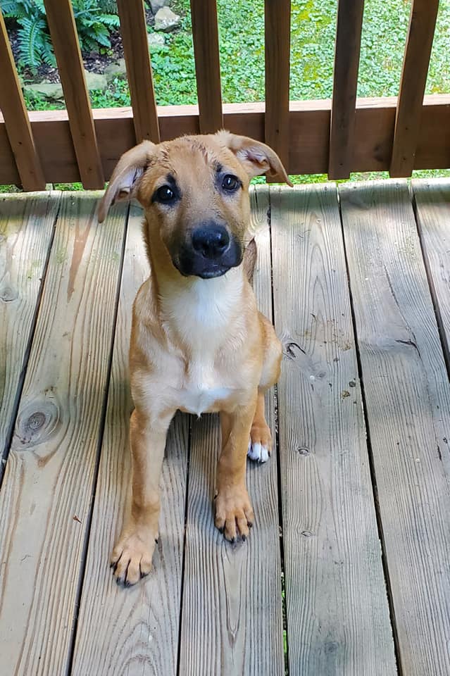 Dog for Adoption Savannah, a Labrador Retriever in Jackson County, OH