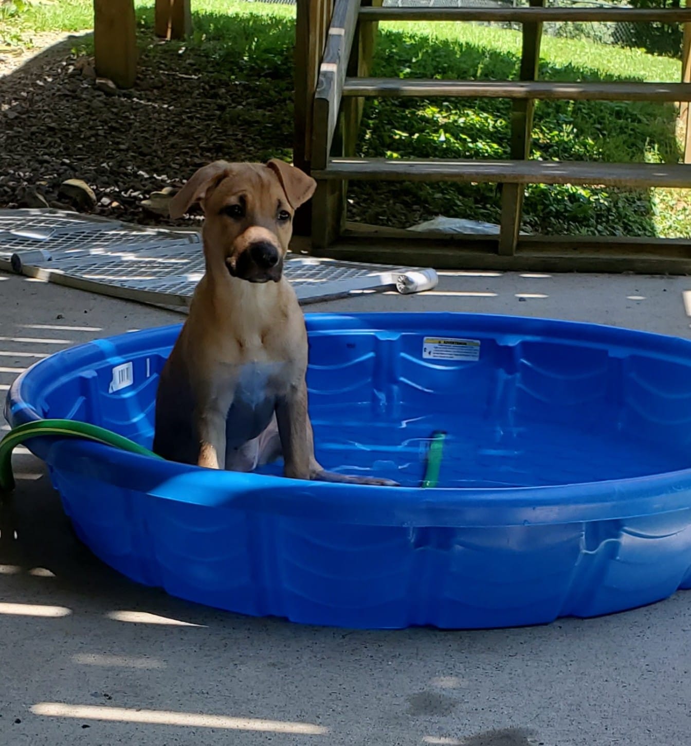 Dog for Adoption Savannah, a Labrador Retriever in Jackson County, OH