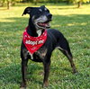 Poppy - Photo 1