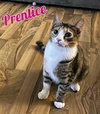 Prentice - Photo 1