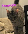 Penelope - Photo 1