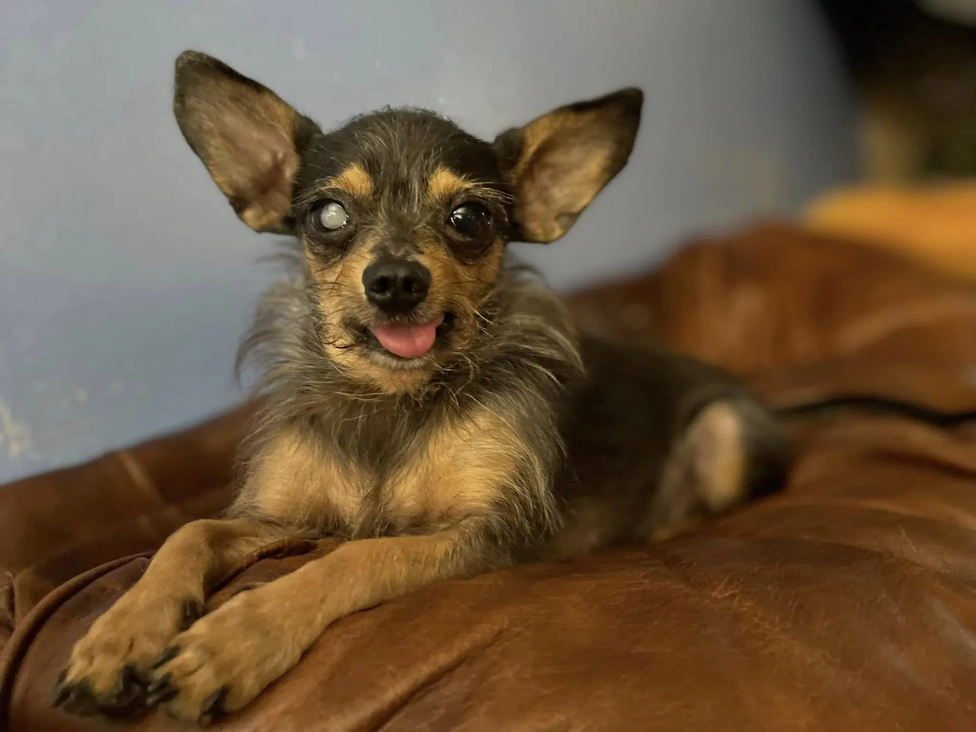 Gutherie - Yorkshire Terrier Yorkie