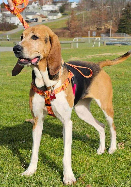 LUCY - Unknown available for adoption