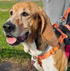 Lucy - Photo 3