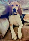Lucy - Photo 4