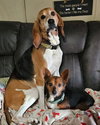 Lucy - Photo 6