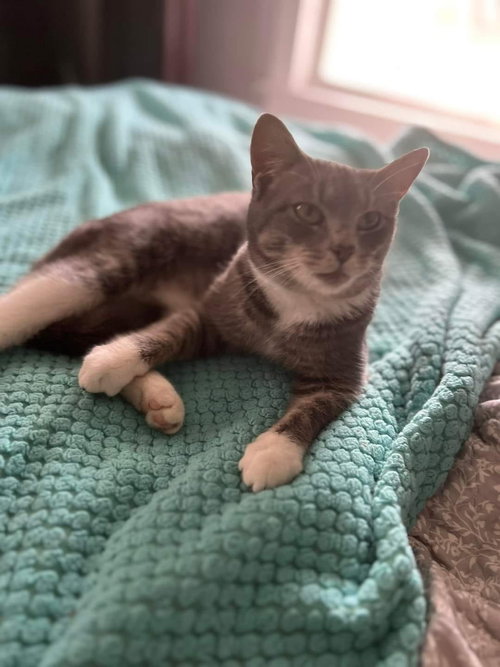 OSCAR - Domestic Short Hair available for adoption