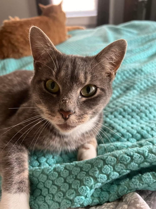 OSCAR - Domestic Short Hair available for adoption