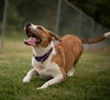 Kali - Photo 6