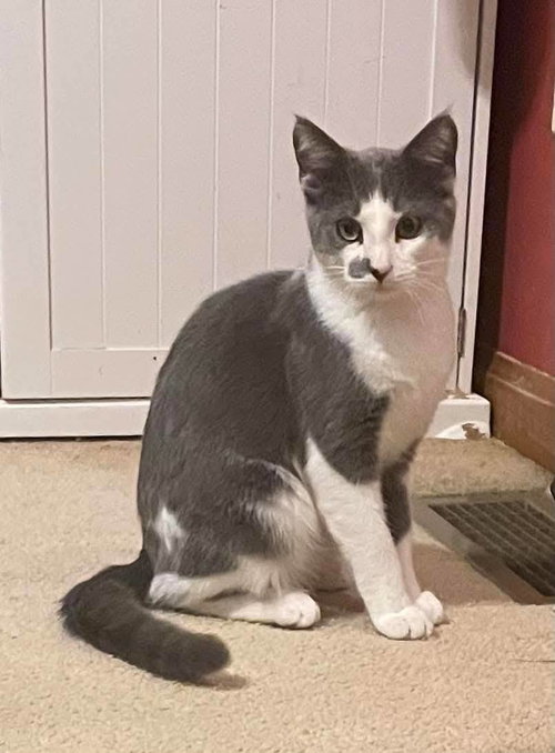 picture of the cat needing adoption