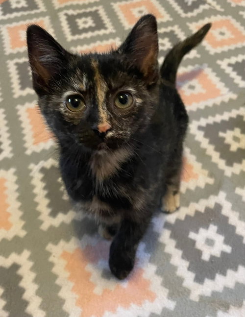 picture of the cat needing adoption