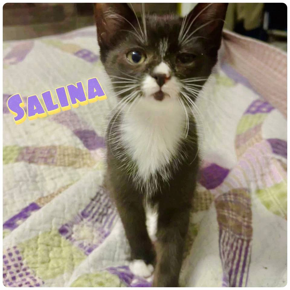 S litter of kittens Image