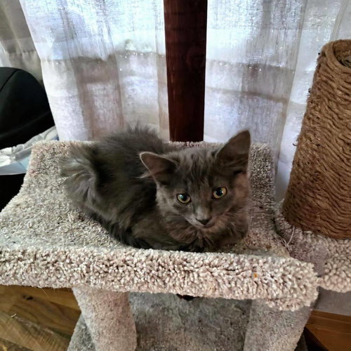 S LITTER OF KITTENS - Domestic Medium Hair available for adoption