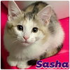 S litter of kittens - Photo 3