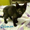 S litter of kittens - Photo 4