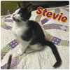 S litter of kittens - Photo 5