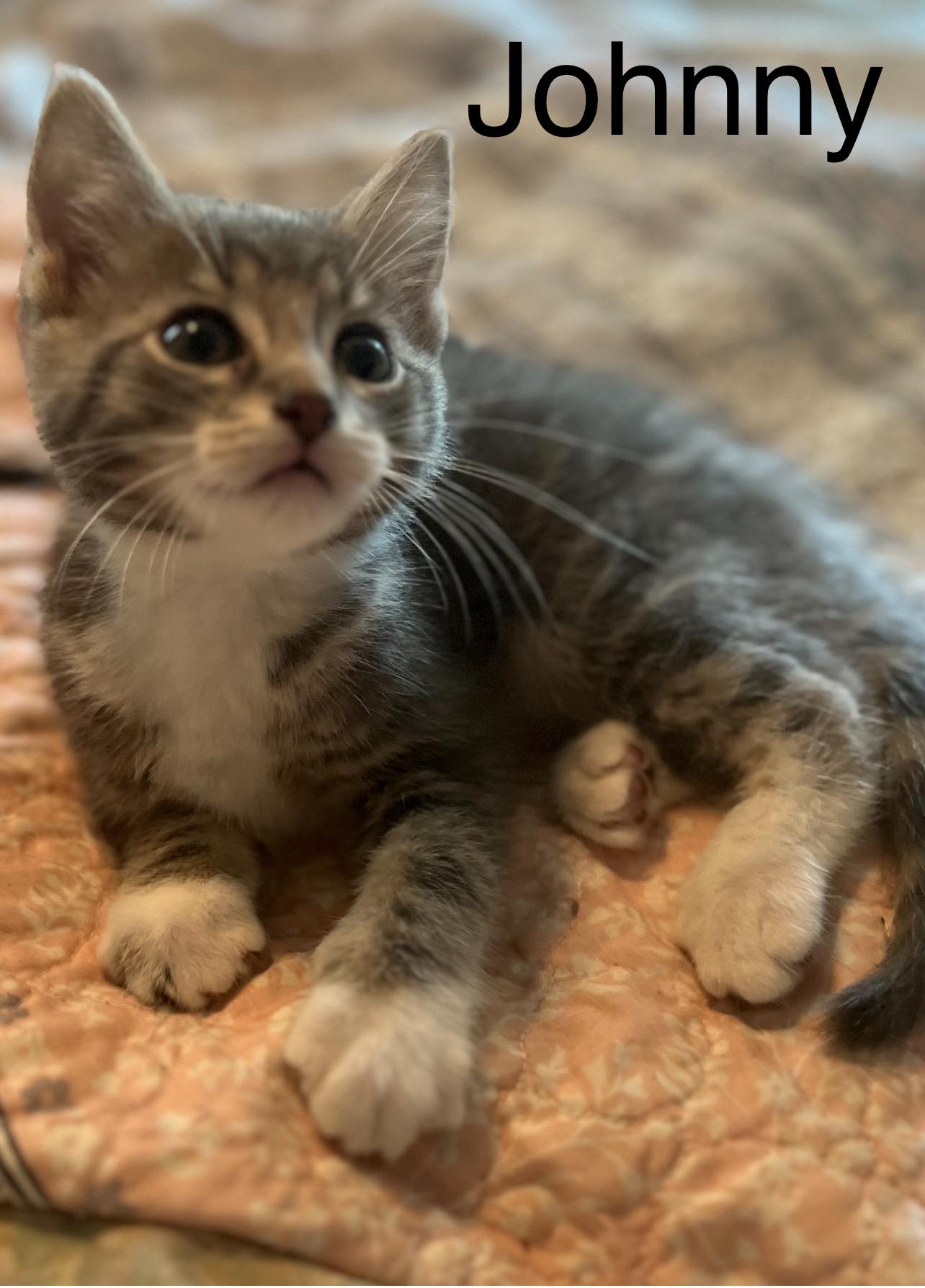 Rose Litter Kittens Image