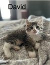 Rose Litter Kittens - Photo 2