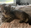 Rose Litter Kittens - Photo 3