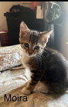 Rose Litter Kittens - Photo 4