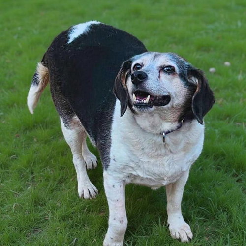 picture of the dog needing adoption