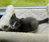 Muffin and Strudel - Photo 1
