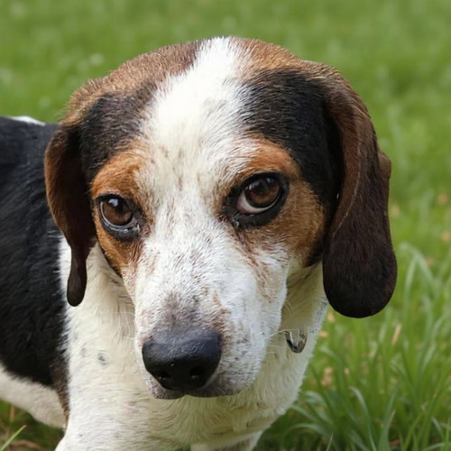RUCKER - Beagle available for adoption