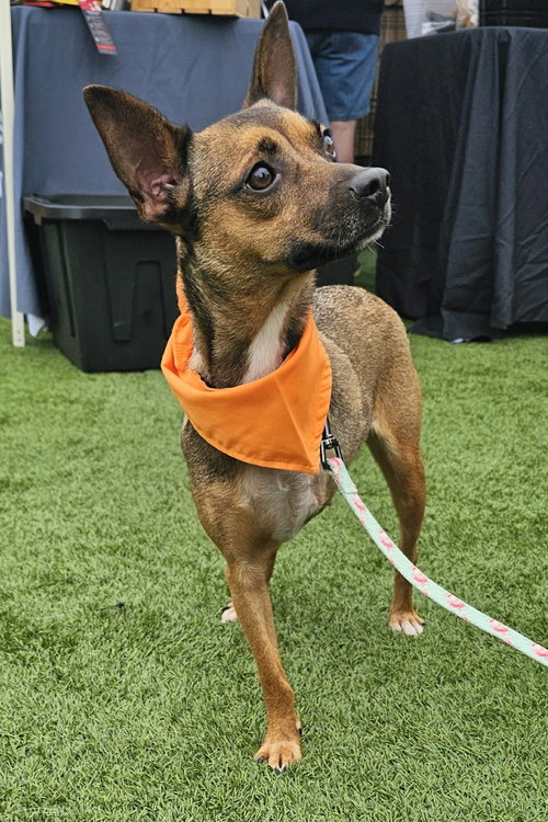 picture of the dog needing adoption