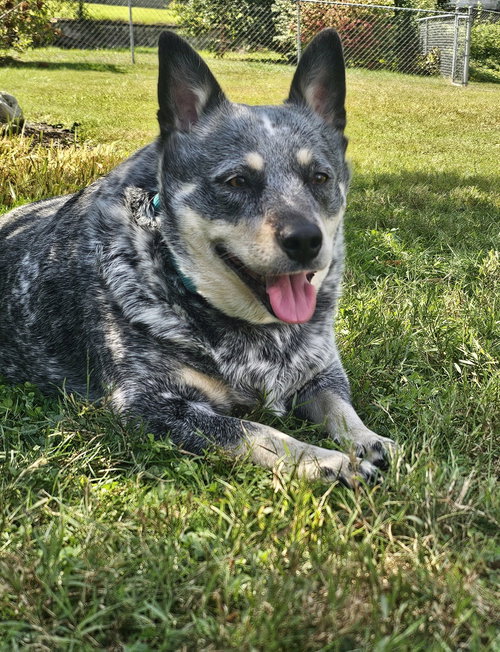 MAVIS - Unknown available for adoption