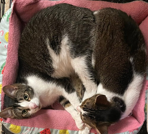 JENNA AND JAYLA - Domestic Medium Hair available for adoption