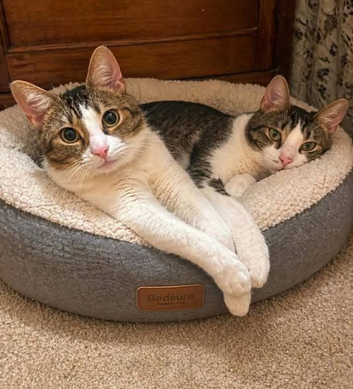 Jenna and Jayla, an adoptable Domestic Medium Hair in Fairmont, WV