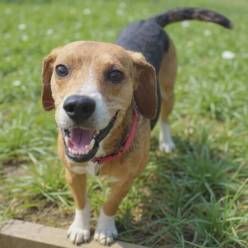 picture of the dog needing adoption