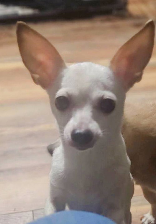 picture of the dog needing adoption