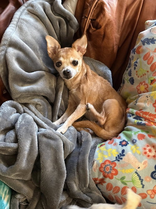 picture of the dog needing adoption
