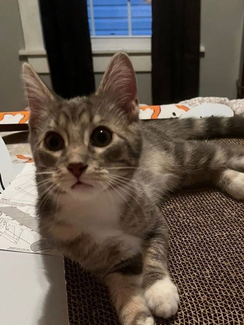PATRICK - Domestic Medium Hair available for adoption